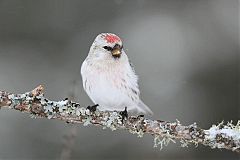 Hoary Redpoll