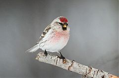 Hoary Redpoll