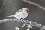 Hoary Redpoll