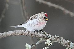 Redpoll