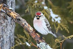 Hoary Redpoll