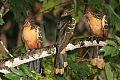 Hoatzin Hoatzin