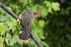 Hoatzin