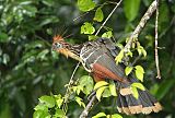 Hoatzin