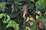 Hoatzin