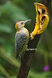 Hoffmann's Woodpecker