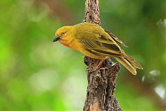 Holub's Golden-Weaver