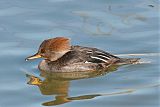 Hooded Merganser