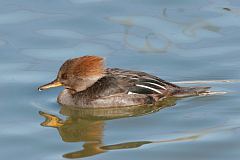 Hooded Merganser