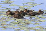 Hooded Merganserborder=