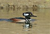 Hooded Merganserborder=