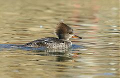 Hooded Merganser