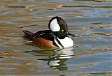 Hooded Merganser