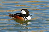 Hooded Merganser