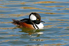 Hooded Merganser