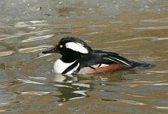 Hooded Merganser