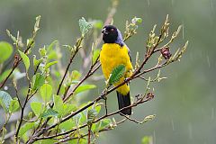 Hooded Mountain Tanager