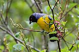 Hooded Mountain-Tanager