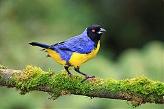 Hooded Mountain Tanager