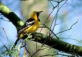 Hooded Oriole