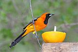 Hooded Oriole