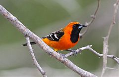 Hooded Oriole