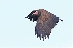 Hooded Vulture