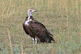 Hooded Vulture