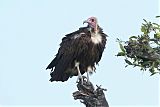 Hooded Vultureborder=