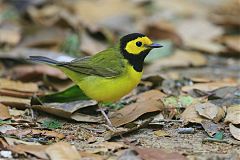 Hooded Warbler