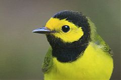 Hooded Warbler