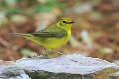 Hooded Warbler