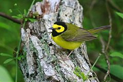 Hooded Warbler