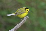 Hooded Warbler