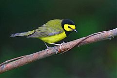 Hooded Warbler