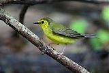 Hooded Warbler