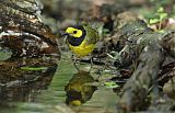 Hooded Warbler