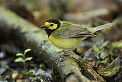 Hooded Warbler