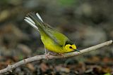 Hooded Warbler