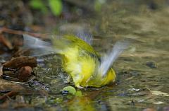 Hooded Warbler