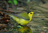 Hooded Warbler