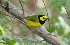 Hooded Warbler