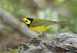 Hooded Warbler