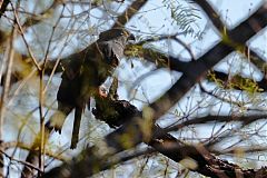 Hook-billed Kite