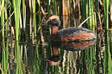 Horned Grebe