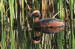 Horned Grebe