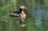 Horned Grebe