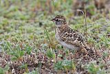 Horned Lark