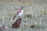 Horned Lark