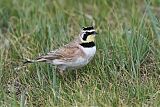 Horned Lark